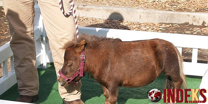 Versi Mini 3 Tubuh Hewan Terkecil Di Dunia By Indeksber On Deviantart