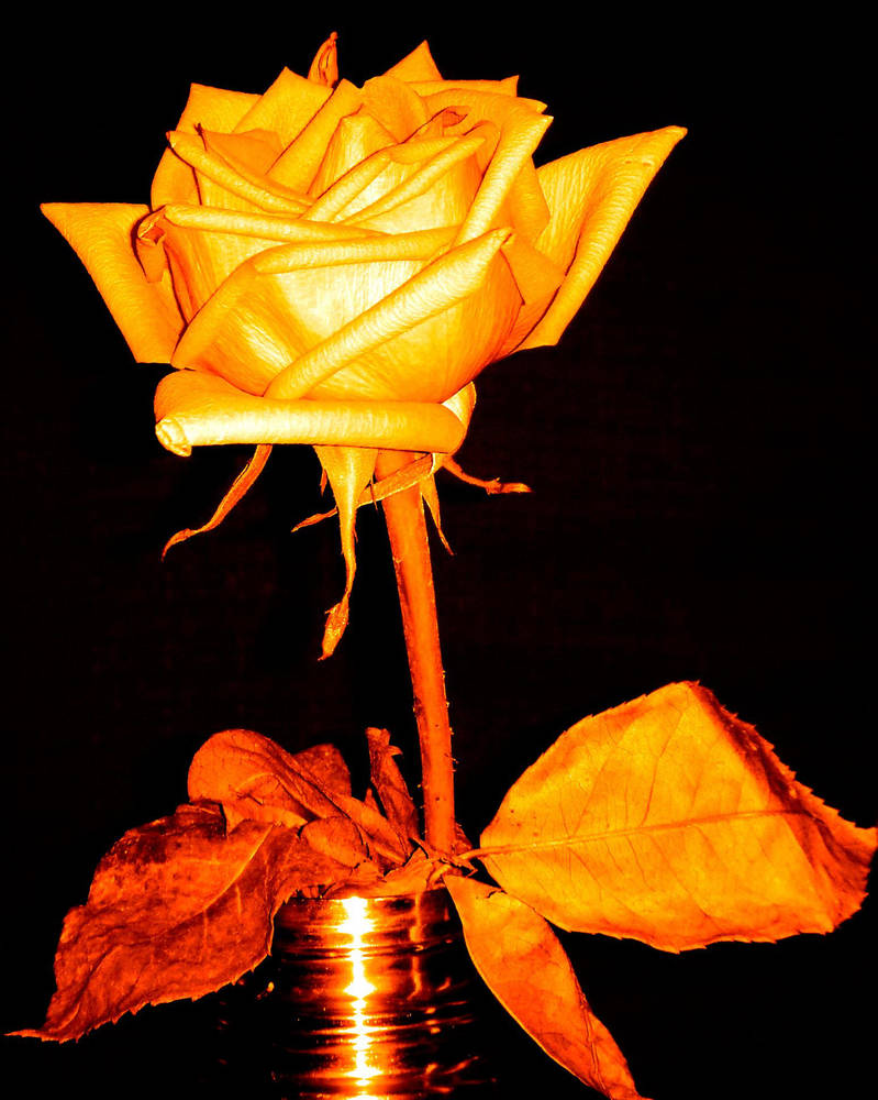 Rose 4 yellow by mcb011789