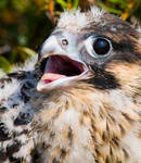 Falcon broiler by Orzel