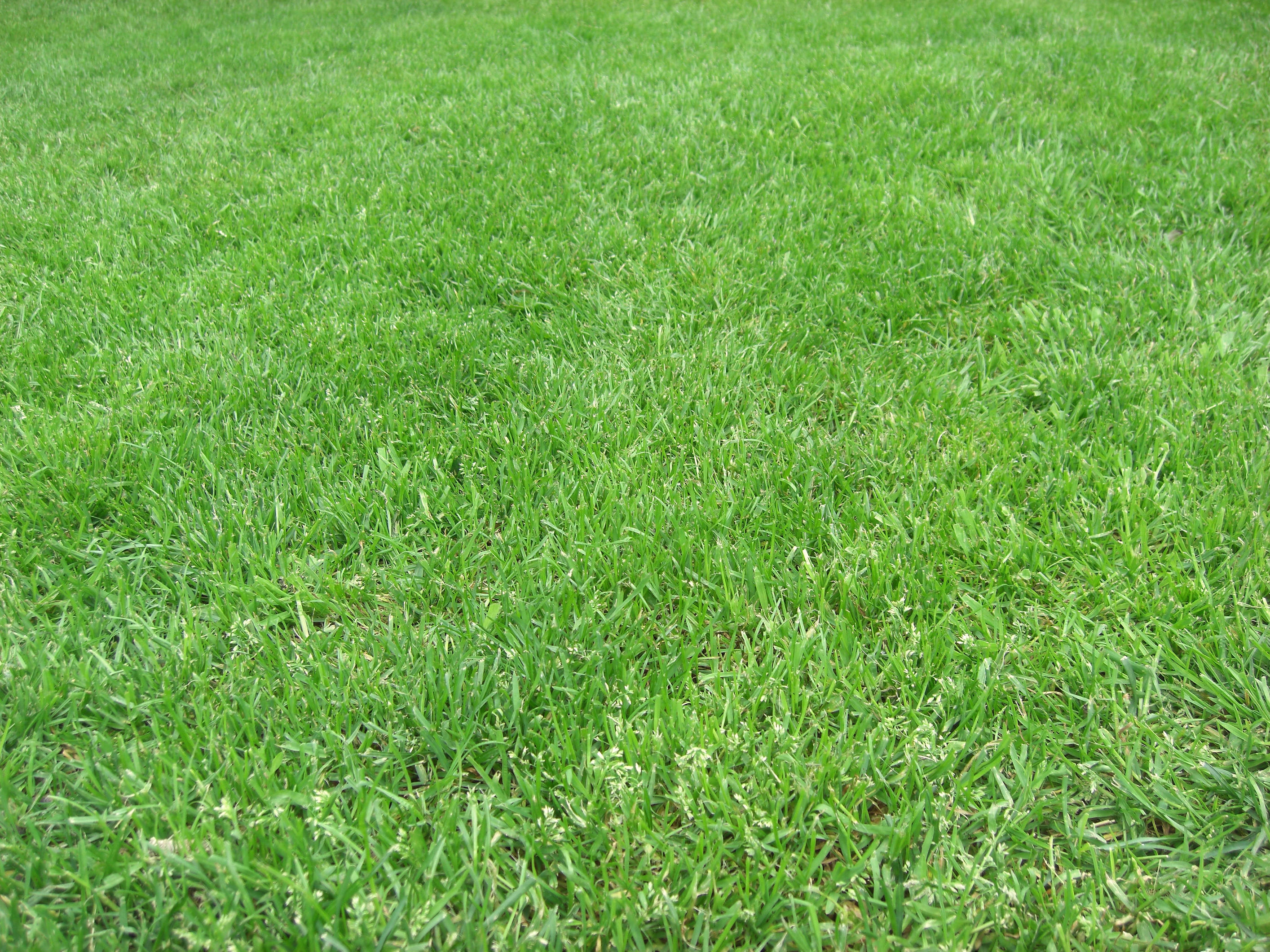 grass by xwattepoppl