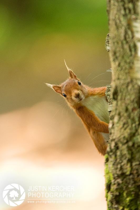 Peek a Boo by Neutron2K
