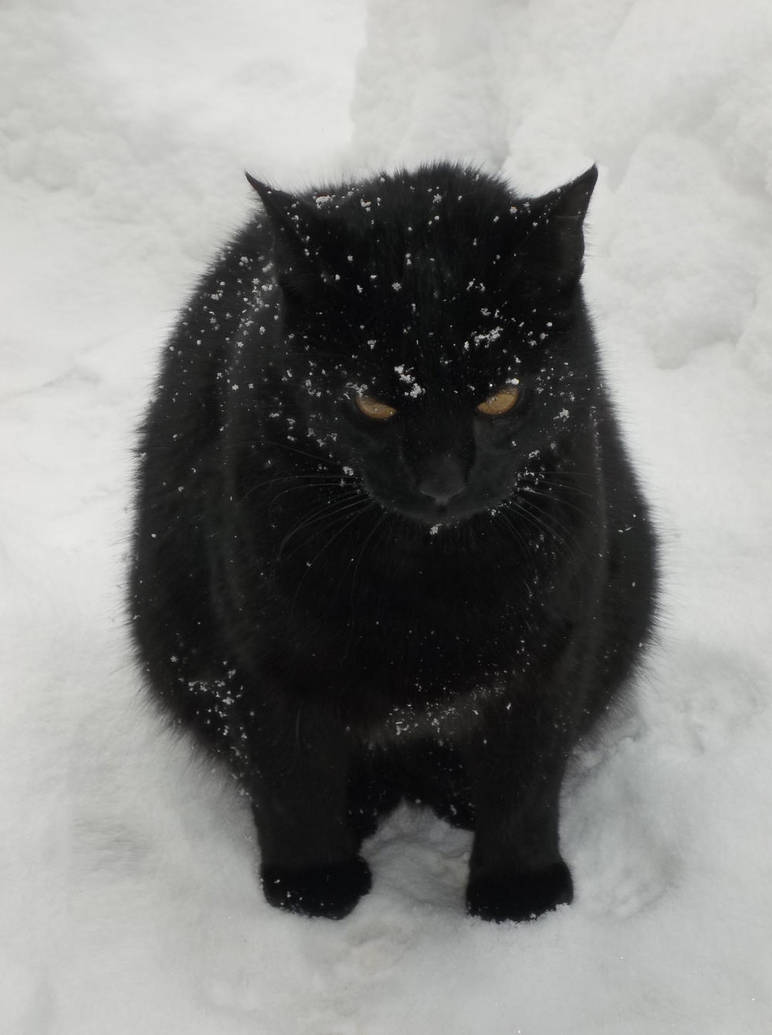 I hate snow... by Katozo
