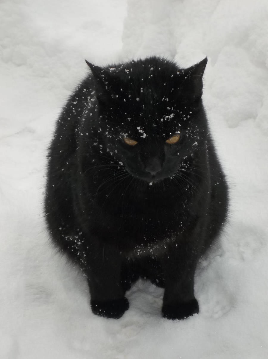 I hate snow... by Katozo