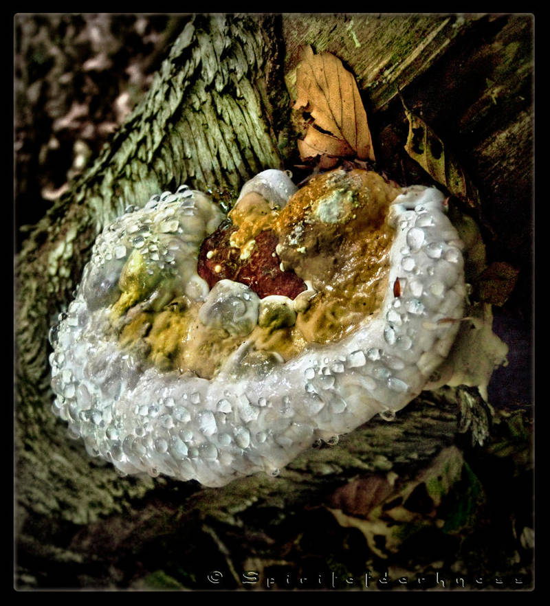 WaterDrop Shroom by Spiritofdarkness