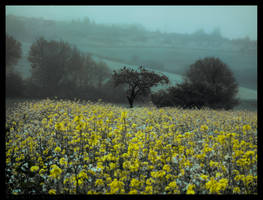 Crows Field II by Spiritofdarkness