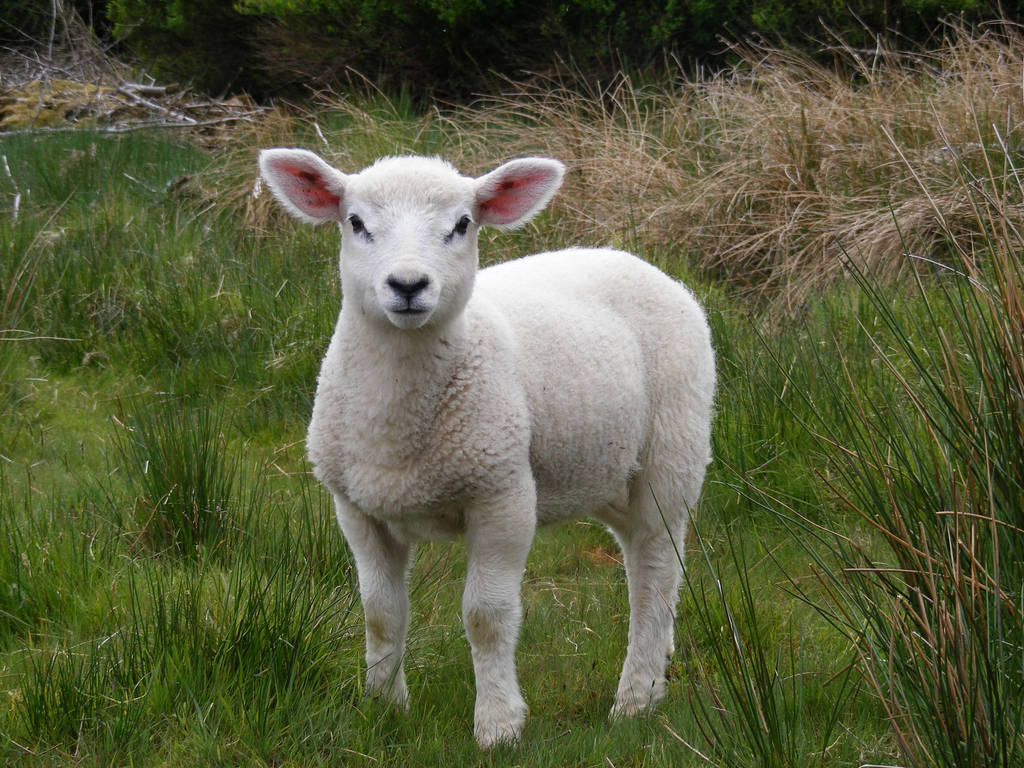 Lamb 07 by Axy-stock on DeviantArt