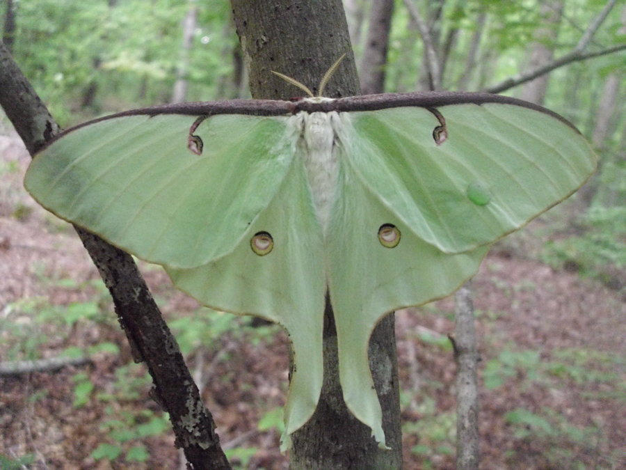 another luna moth by naturegirl4ever
