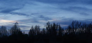 Nightingale at dusk. by Mynkon