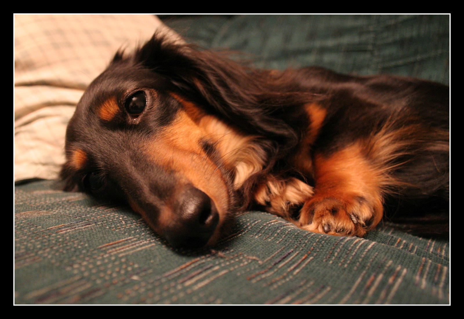 The Dog From Memento by jark