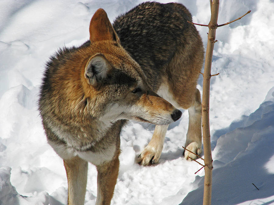Red Wolf Stock 26 by HOTNStock