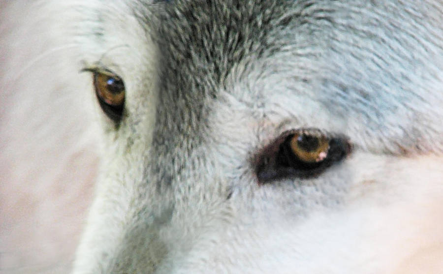 Timber Wolf Stock 2 by HOTNStock