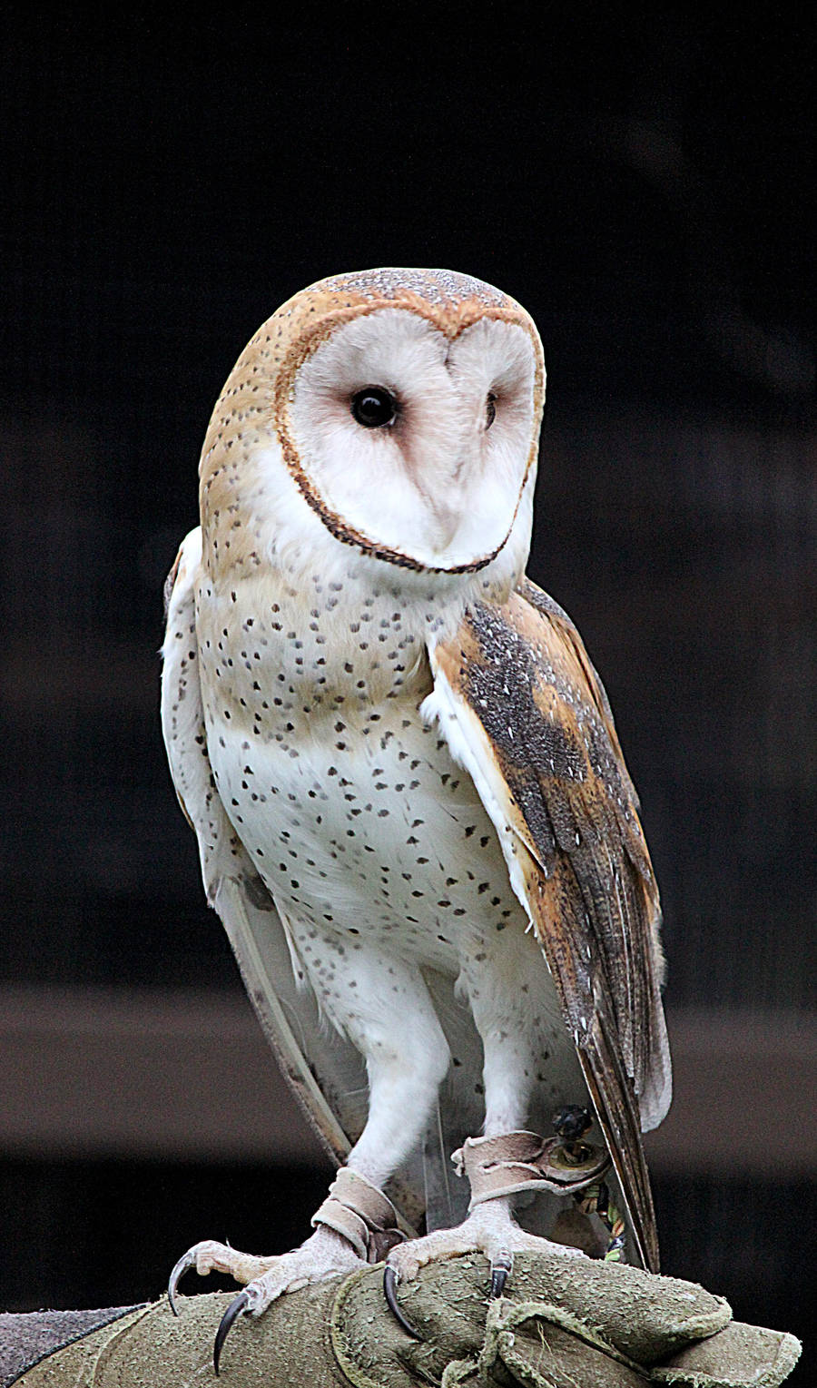 Owl Stock 10: Barn Owl by HOTNStock