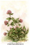 Red Clover by LiquidFaeStudios