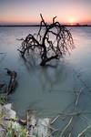 Tree Killer by JamesHackland