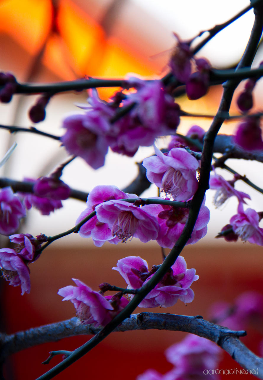 Plum Blossom - Japan by aaronactive