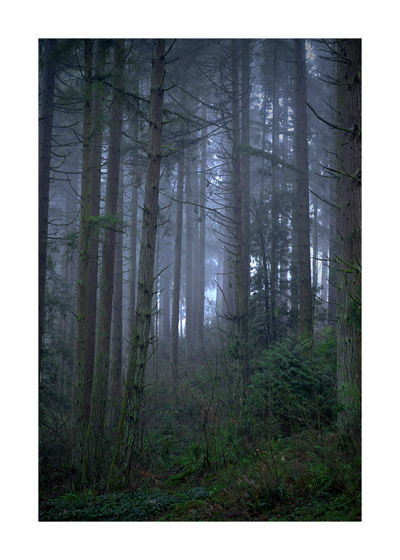 Wilderness by Andross01