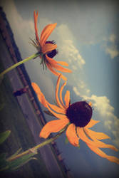 black eyed sunshine by givepeaceeachance