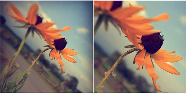 black eyed sunshine II by givepeaceeachance