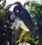 Blue Heron. by Sparkle-Photography