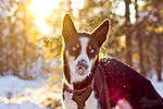 Sun and snow make a great combination! by hannord