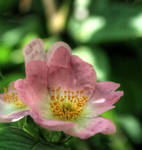 flower 21 by Drezdany-stocks
