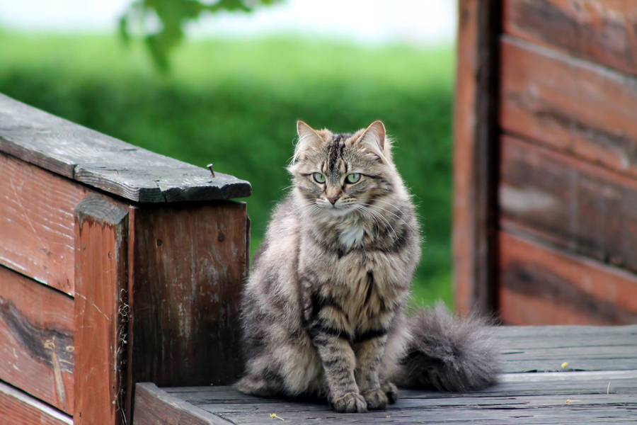 Isis Relaxing Outside by AbstractDr3ams
