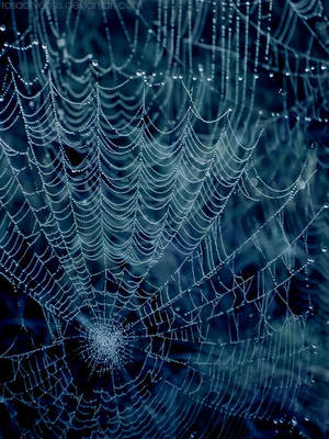 Bad dreams by rosaarvensis