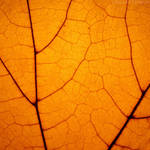 Veins by rosaarvensis