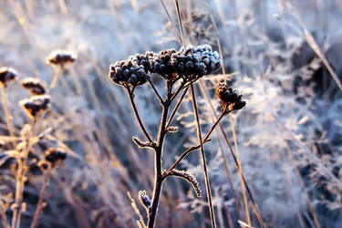 Yarrow in blue by rosaarvensis