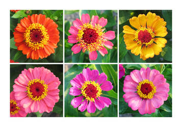 Zinnias by rosaarvensis