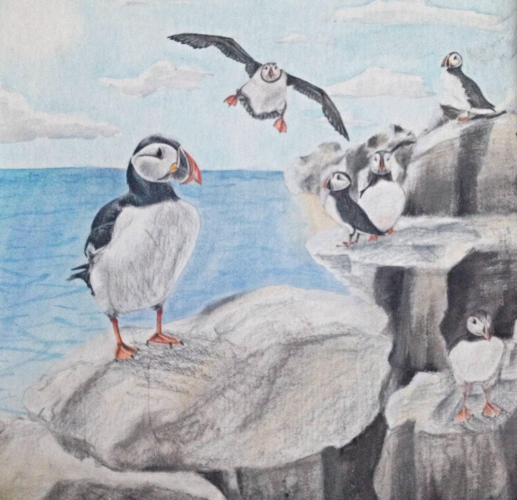 puffin drawing puffin drawing
