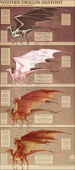 Reference - Western Dragon Anatomy by TwilightSaint