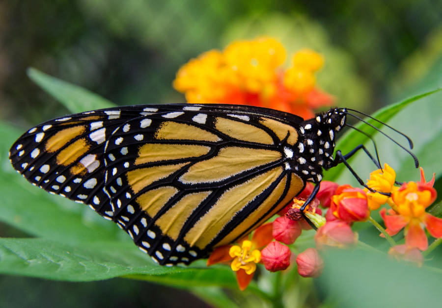 Butterfly Exposition (2) by Mocris Butterfly Exposition (2) by Mocris