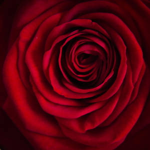 The Rose by Mocris The Rose by Mocris