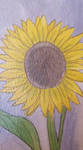 Sunflower by RalphyWolf