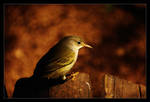 Gloomy Bird by ranmor