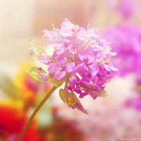 lavender feeling by Iulia-Oprinesc