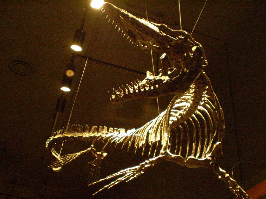 mosasaurus skeleton size