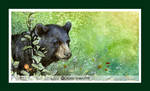 The Happiest Bear Ever by Qiu-Ling