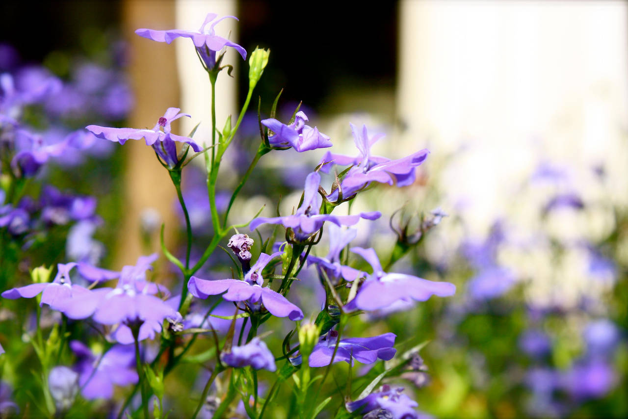 Efflorescence by FiXato