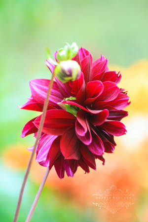 Dahlia 030 by Sophie-Wieland Dahlia 030 by Sophie-Wieland