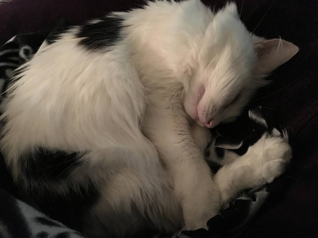 Sleepy Cat by Muse-4-Life