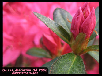 Dallas Arboretum Flowers 17 By Agnosticanarch On Deviantart
