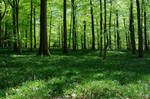 Enchanted Forest by nexus35-Stock