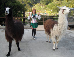 HOTD ZOMBIE LLAMAS by the-sushi-monster