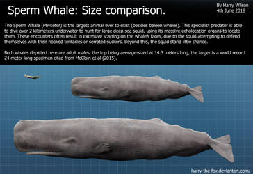 Congratulate, sperm whale preditors Sperm whale preditors are not