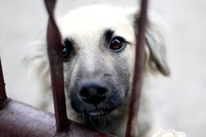 Little doggy by Nyiki