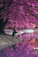 Alice in Wonderland by Nyiki