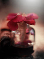 illusion by leelloor