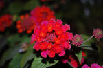 Natural Arrangment V by redeemerofdarkness